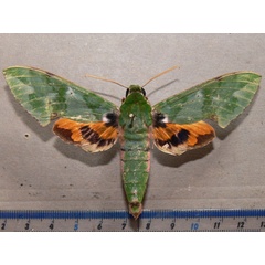 /filer/webapps/moths/media/images/M/megaera_Euchloron_A_Goff.jpg