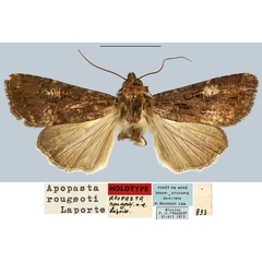 /filer/webapps/moths/media/images/R/rougeoti_Apospasta_HT_MNHN.jpg