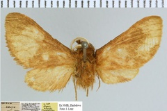 Thyretarctia brunneoaurantiaca