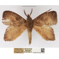 /filer/webapps/moths/media/images/D/dolichoprygma_Leipoxais_AM_NHMUK_02.jpg