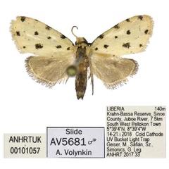 /filer/webapps/moths/media/images/K/kpelle_Siccia_PTM_ANHRT.jpg