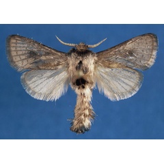 /filer/webapps/moths/media/images/W/willihaberlandi_Lebedodes_PTM_NHMO_3MG7Naz.jpg