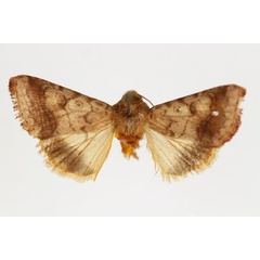 /filer/webapps/moths/media/images/A/afra_Helicoverpa_PT_RMCA_03.jpg