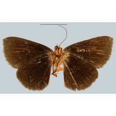 /filer/webapps/moths/media/images/T/tamsi_Calesia_PTF_MNHNb.jpg