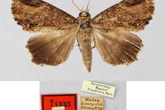 Ercheia mahagonica