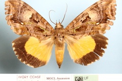 Eudocima divitiosa