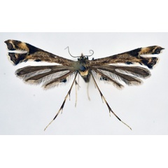 /filer/webapps/moths/media/images/G/gondarensis_Platyptilia_A_NHMO.jpg