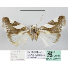 /filer/webapps/moths/media/images/U/umbrigera_Acontia_A_MGCLa_01.JPG