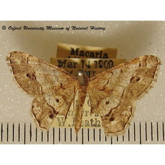 /filer/webapps/moths/media/images/O/obliquilineata_Chiasmia_A_OUMNH_03.jpg