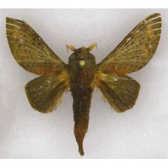 /filer/webapps/moths/media/images/K/kakamegata_Pallastica_PTM_SMNS.jpg