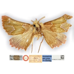 /filer/webapps/moths/media/images/I/insciata_Drepanogynis_HT_NHMUK.jpg