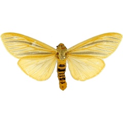 /filer/webapps/moths/media/images/L/lutescens_Afromurzinia_AM_MCJM.jpg