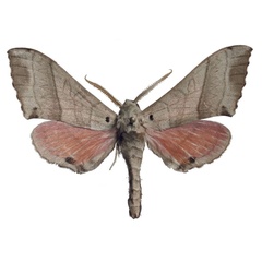 /filer/webapps/moths/media/images/B/boromoi_Rufoclanis_HT_EMEMa.jpg