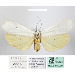/filer/webapps/moths/media/images/I/interjecta_Paraona_A_MGCLa_02.jpg