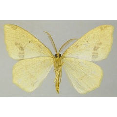 /filer/webapps/moths/media/images/G/guichardi_Epigynopteryx_AM_ZSMb.jpg