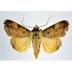 /filer/webapps/moths/media/images/T/tristictica_Parca_AM_NHMO.jpg