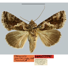/filer/webapps/moths/media/images/P/pauliani_Ctenoplusia_HT_MNHN.jpg