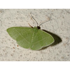 /filer/webapps/moths/media/images/S/strigulosa_Neromia_A_Roland_01.JPG