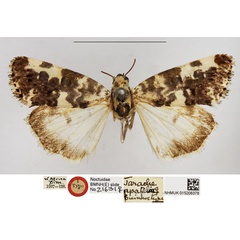 /filer/webapps/moths/media/images/A/apatelia_Tarache_HT_NHMUK.jpg