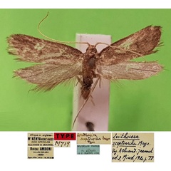 /filer/webapps/moths/media/images/S/sceptrarcha_Lecithocera_LTM_MNHN.jpg