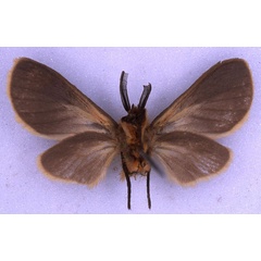 /filer/webapps/moths/media/images/T/tricolorana_Metarctia_HT_BMNH_02.jpg