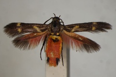 Eretmocera miniata