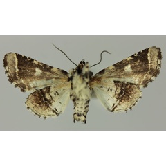 /filer/webapps/moths/media/images/G/galleyi_Eutelia_AF_MNHNb.jpg