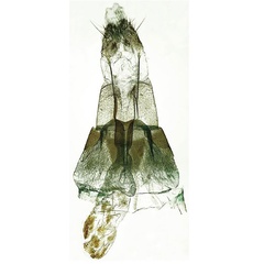 /filer/webapps/moths/media/images/Z/zagulajevi_Agdistis_GFPT_ZIN-2014.jpg