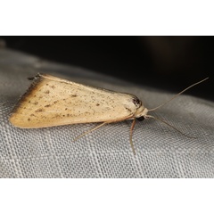 /filer/webapps/moths/media/images/H/helesusalis_Phytometra_A_Heyns_01.JPG