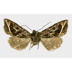 /filer/webapps/moths/media/images/C/corneliae_Compsotata_PTF_ZSM.jpg