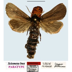 /filer/webapps/moths/media/images/B/bua_Sciomesa_PTM_MNHNa.jpg