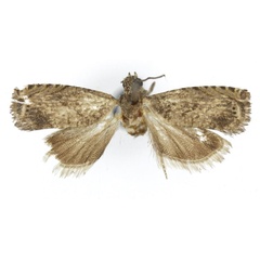 /filer/webapps/moths/media/images/I/isolata_Herpystis_HT_USNM.jpg