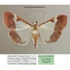 /filer/webapps/moths/media/images/M/margaritalis_Viettessa_A_MGCLa_01.jpg