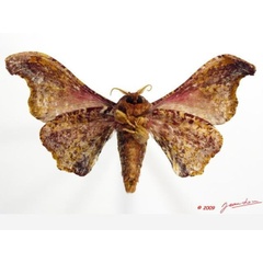 /filer/webapps/moths/media/images/J/joiceyi_Basquiniana_AM_Albertb_01.jpg