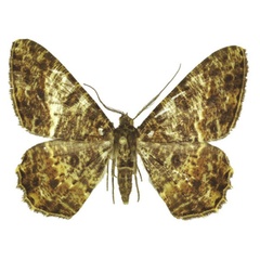 /filer/webapps/moths/media/images/M/milesi_Afroracotis_PTM_ANHRT_01.jpg