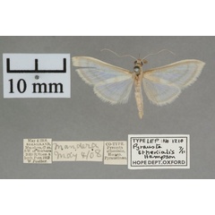 /filer/webapps/moths/media/images/S/sthenialis_Pyrausta_PT_OUMNH_04.jpg