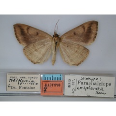 /filer/webapps/moths/media/images/E/emiplaneta_Parachalciope_AT_RMCA_02.jpg