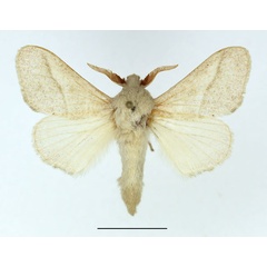 /filer/webapps/moths/media/images/P/pallida_Bombycopsis_AM_Basquin_VeP7tSh.jpg