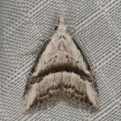 /filer/webapps/moths/media/images/G/gladstonei_Nolidia_A_Heyns_01.jpg