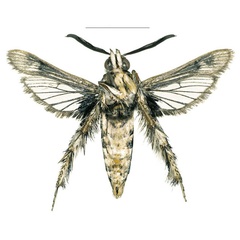 /filer/webapps/moths/media/images/A/arabica_Afromelittia_PTM_COGMb.jpg