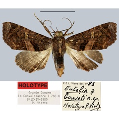 /filer/webapps/moths/media/images/B/bouveti_Eutelia_HT_MNHN.jpg