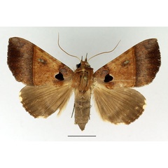 /filer/webapps/moths/media/images/T/trispila_Serrodes_AM_Basquin_01.jpg