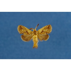 /filer/webapps/moths/media/images/M/mineti_Moyencharia_HT_Lehmann.jpg