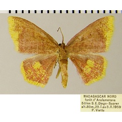 /filer/webapps/moths/media/images/E/erythraria_Chrysocraspeda_AF_ZSM.jpg