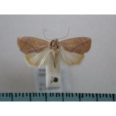 /filer/webapps/moths/media/images/P/piperitella_Neaxestis_A_Revell.jpg