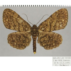 /filer/webapps/moths/media/images/A/amphitromera_Ectropis_AM_ZSMa.jpg