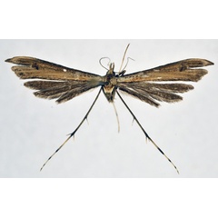 /filer/webapps/moths/media/images/S/sciophaea_Platyptilia_A_NHMO.jpg