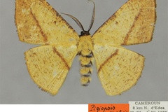 Pigiopsis truncativalvis