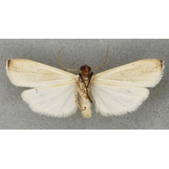 /filer/webapps/moths/media/images/A/albidula_Eilema_PTM_BMNHb.jpg