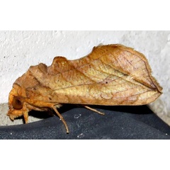 /filer/webapps/moths/media/images/T/triobliqua_Oraesia_A_Braun_11.jpg